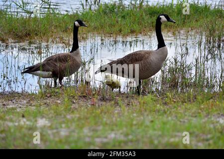 Ein Paar Kanadische Gänse, die mit ihrem Gänsen am See entlang wandern. Stockfoto