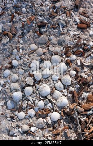 Nahaufnahme von Florida Boden/Kies/Sand/Mulch mit Muscheln als Beweis. Stockfoto