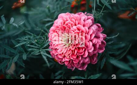 Zinnia Blume Nahaufnahme mit verschwommenem Hintergrund. Zinnia Blume im Garten. Zinia-Regenfeld. Helle Blume Stockfoto