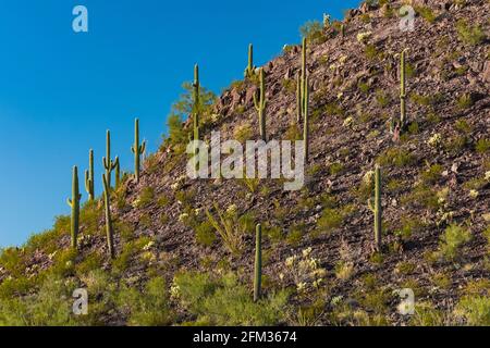 Berglandschaft dominiert von Saguaro, Carnegiea gigantea, im Saguaro National Park, Tucson Mountain District, Arizona, USA Stockfoto