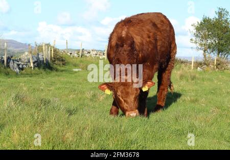 Rinder: Limousin züchtet im Sommer auf Ackerland im ländlichen Irland Farmweiden Stockfoto