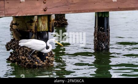 Great Egret Angeln vom Dock und schlucken Fisch Stockfoto