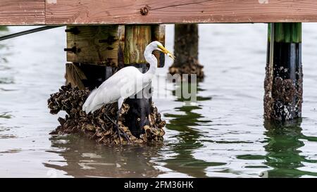 Great Egret Angeln vom Dock und schlucken Fisch Stockfoto