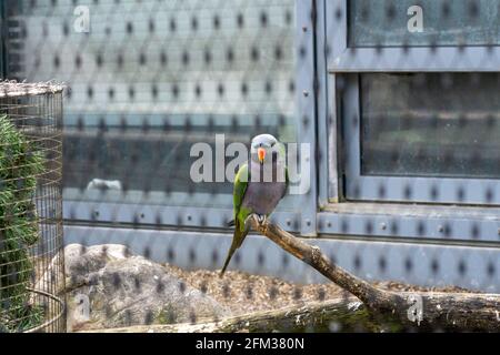 Bunte liebenswert Papagei sitzt auf dem Ast im Hintergrund Eines Fensters Stockfoto