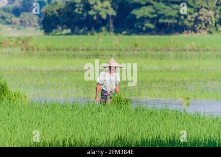 HPA AN, MYANMAR - 13. DEZEMBER 2016: Lokaler Mann, der Reis in der Nähe der Saddan-Höhle in der Nähe von hPa an, Myanmar, pflanzte Stockfoto