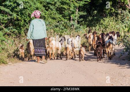 BAGAN, MYANMAR - 6. DEZEMBER 2016: Weibliche Hirte mit ihren Ziegen in Bagan, Myanmar Stockfoto