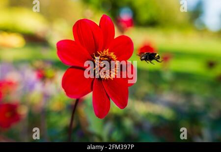 Eine große Bumble Bee fliegt in der Luft zu EINER Blume Stockfoto