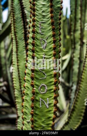 Gran Canaria, eine spanische Kanarische Insel vor der Nordwestküste von Afrika. Kaktus-Garten im Norden der Insel. Stockfoto