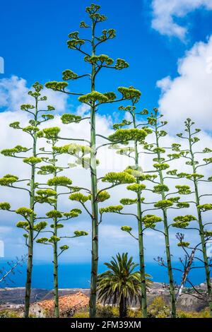 Gran Canaria, eine spanische Kanarische Insel vor der Nordwestküste von Afrika. Agavenstämme in Blüte mit blauem Himmel und Wolken. Jahrhundertpflanze Stockfoto