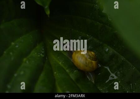 Gelbe Schnecke auf dem verlassen wirg Tröpfchen Stockfoto