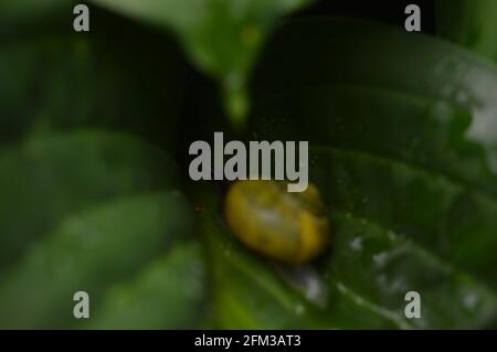 Gelbe Schnecke auf dem verlassen wirg Tröpfchen Stockfoto