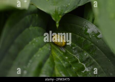 Gelbe Schnecke auf dem verlassen wirg Tröpfchen Stockfoto