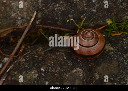 Schnecke mit dunklem Band, flüchtend Stockfoto