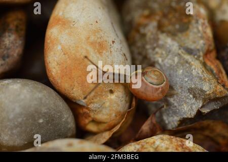 Kleine niedliche Schnecke Klettersteine Stockfoto