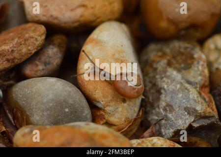 Kleine niedliche Schnecke Klettersteine Stockfoto