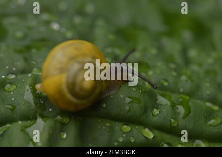 Gelbe Schnecke auf dem verlassen wirg Tröpfchen Stockfoto