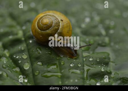 Gelbe Schnecke auf dem verlassen wirg Tröpfchen Stockfoto