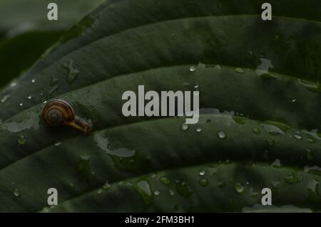 Gelbe Schnecke auf dem verlassen wirg Tröpfchen Stockfoto