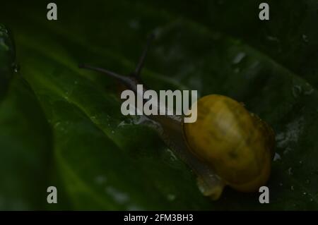 Gelbe Schnecke auf dem verlassen wirg Tröpfchen Stockfoto