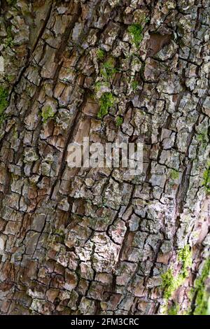 Pyrus cordata Barke Stockfoto