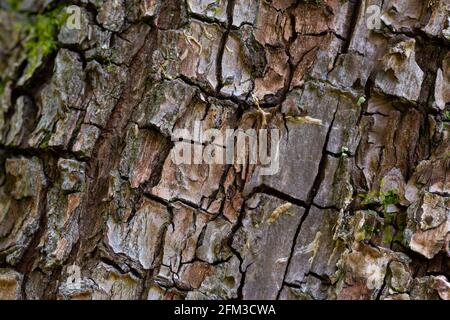 Pyrus cordata Barke Stockfoto