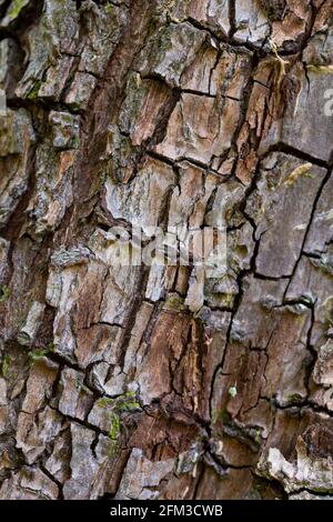 Pyrus cordata Barke Stockfoto