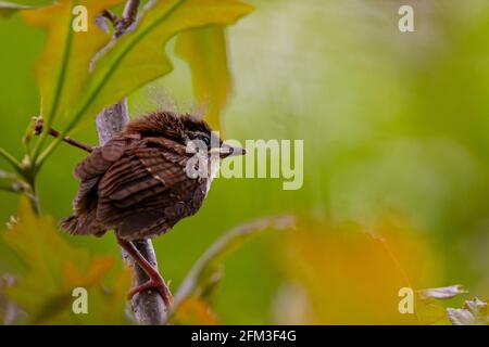 Ein kleiner Junghaussperling (Passer domesticus) steht auf einem Ahornzweig in Maryland, USA. Der Dandelion Fuzz auf seinem Kopf ist charakteri Stockfoto