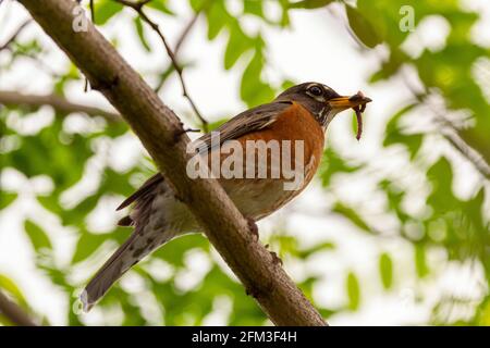 Nahaufnahme eines niederwinkligen Bildes einer Eastern Robin Unterart von Amerikanischer Robin (Turdus migratorius) Auf einem Baumzweig, der einen Erdwurm in sich hält, festhalten Sein b Stockfoto