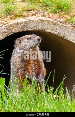 Nahaufnahme eines Murmeltieres (marmota monax) am Eingang einer Betonregenabflussleitung in Maryland, USA. Das Nagetier steht aufrecht auf der Th Stockfoto