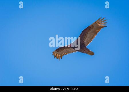 Türkeigeier (Cathartes Aura), der am warmen Frühlingstag über die Klippe ragt, Gateway Mesa Open Space Park, Castle Rock Colorado USA. Stockfoto