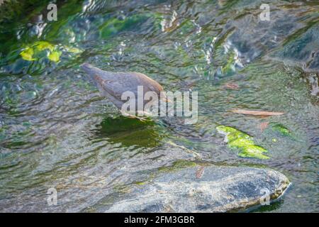 Ein amerikanischer Dipper (Cinclus mexicanus), auch bekannt als Wasser-Ouzel, der in East Plum Creek, Castle Rock, Colorado, nach aquatischem Essen sucht. Stockfoto