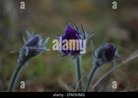 Pulsatilla patens, östlicher Paspelblüher, Verbreitung von Anemon. Lila flauschige erste Frühlingsblumen in einer Waldlichtung an einem orangefarbenen Tag. Stockfoto