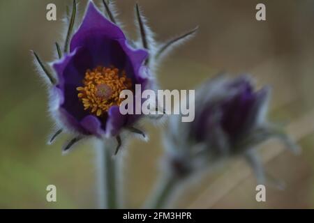 Pulsatilla patens, östlicher Paspelblüher, Verbreitung von Anemon. Blühender purpurner, flauschiger Schneeglöpfen in einer Waldlichtung. Stockfoto