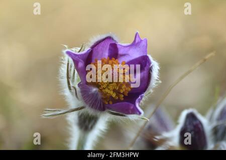 Pulsatilla patiniert den Blütenkopf mit violetten Blütenblättern und der orangen Mitte im Freien aus der Nähe. Pulsatilla patens, östlicher Paspelblüher, Verbreitung von Anemon. Stockfoto