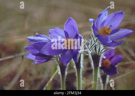 Flauschig blühende Schneeglöckchen mit violetten Blütenblättern und gelborangener Mitte an einem Frühlingstag im Freien. Pulsatilla patens oder Ostpasqueflower Stockfoto