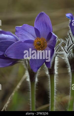 Eine blühende Pulsatilla blüht mit violetten Blütenblättern und gelben Staubblättern. Violette Frühlingsblumen aus der Nähe auf einer Waldlichtung. Vertikal. Stockfoto