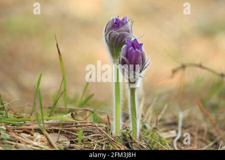 Die purpurnen Knospen der ungeblasenen Pulsatilla patiniert an einem sonnigen Frühlingstag Blüten auf Waldlichtung. Frühlingspostkarte mit violetten Blumen. Speicherplatz kopieren. Pulsatilla Stockfoto