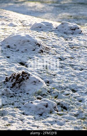 Maulwurflöcher Reihen sich in schneebedecktem Feld aneinander Stockfoto