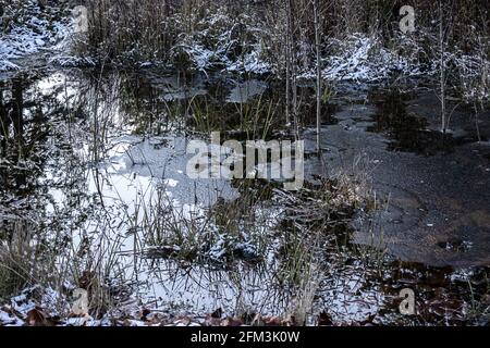 Teich im Winter mit Schnee und Unkraut bedeckt Stockfoto