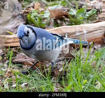 Nordamerikanischer Blauhäher ( Cyanocitta Cristata ) Stehend auf Gras Seitenansicht mit Kopf gespannt Blick auf Kamera Stockfoto