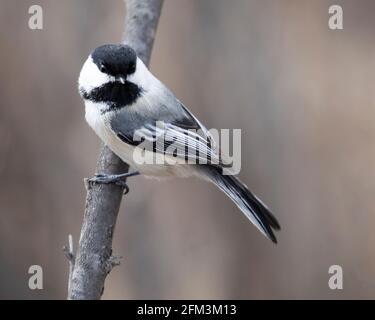 Schwarzdeckelmuschel (Poecile atricapillus), die auf einem Baum thront Stockfoto