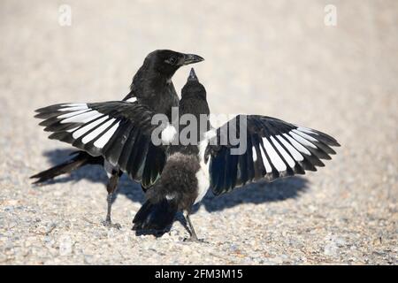 Junge Schwarzschnabelelster bettelt erwachsenen Vogel um Nahrung (Pica hudsonia) Stockfoto