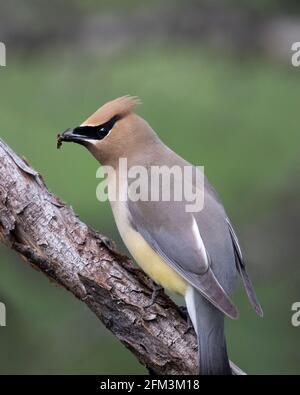 Zedernwachsflügel füttert Insekten im Schnabel (Bombycilla cedrorum) Stockfoto