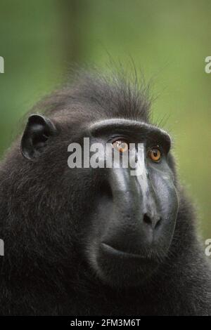 Porträt eines männlichen Sulawesi-Schwarzkammmakaken (Macaca nigra), der in der Nähe von Menschen im Wald von Tangkoko, Nord-Sulawesi, Indonesien, immer Selbstvertrauen, Ruhe und überraschenderweise freundliche Gesten zu zeigen scheint. Er ist gewachsen und hat den höchsten Rang in der Truppe erreicht, ohne einen Teil seiner linken Finger, die durch einen Unfall verloren haben. Im Persönlichkeitsfaktor „Kühnheit“ reagiert ein makakes Männchen in der Regel „stark auf eine bedrohliche Situation“, so ein Team von Wissenschaftlern unter der Leitung von Christof Neumann in einer wissenschaftlichen Arbeit, die im August 2013 veröffentlicht wurde. Stockfoto