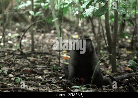 Ein Haubenmakaken, ein Alpha-Männchen, der auf einem Stamm auf dem Waldboden im Tangkoko-Wald, Nord-Sulawesi, Indonesien, sitzt. Ein riesiger Ficusbaum, in dem sich eine Python versteckt, ist teilweise in der Ferne zu sehen (linke obere Ecke). Laut einem Team von Wissenschaftlern, das von Jerome Micheletta in einem vom Royal Society Journal veröffentlichten Forschungsbericht aus dem Jahr 2012 geleitet wurde, gehören Pythons zusammen mit Hunden und Menschen zu den Raubtieren von Crested-Makaken von Elbes. Stockfoto