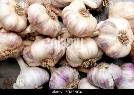 Lokale Knoblauchzwiebeln zusammengebunden Stockfoto