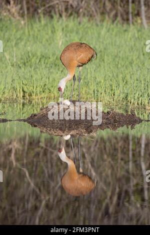 Sandhill Crane (Grus canadensis) dreht das Ei auf dem Nest Stockfoto