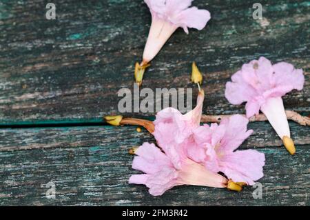 Rosa Tabebuia Blumen auf Holz Stockfoto