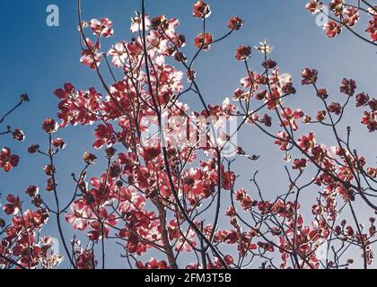 Im Morgenlicht blüht ein rosafarbener Dogwood-Baum Stockfoto