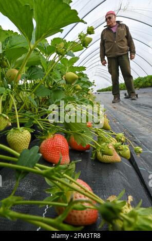 05. Mai 2021, Brandenburg, Frankfurt (oder): Wilhelm Herzberg, Obstbauer, steht in einem Folientunnel mit Erdbeerpflanzen. Erdbeeren kommen schon lange - zu kalt für die Frucht, kaum Blüten sind noch im Freien erschienen. Obstbauern sehen zunehmend Chancen im Anbau in Folientunneln. In den Erdbeerpflanzen unter Folientunneln beim Obstbauer Wilhelm Herzberg bei Frankfurt (oder) hängen schon einige rote Früchte, die meisten sind aber noch grün. „im Moment sind nur Verkostungen möglich“, sagte Herzberg. In etwa zwei Wochen wird die Ernte wirklich beginnen, hofft er. „Wir werden hav Stockfoto